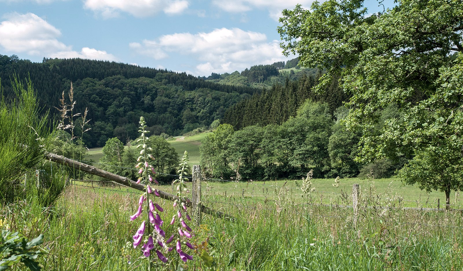 Wanderwege im Naturpark Südeifel, © CUBE Volker Teuschler Wanderwege im Naturpark Südeifel, © CUBE Volker Teuschler