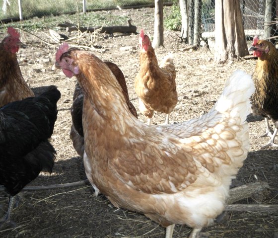 Tiere des Hofes Tiere des Hofes