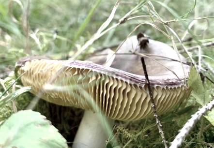 Pilz, © Ansgar Dondelinger Pilz, © Ansgar Dondelinger