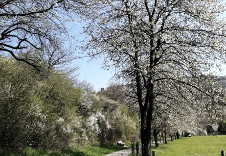 A cycle path leads through a green landscape with blossoming trees and a clear blue sky., © TI Hocheifel-Nürburgring©D.Schmitz A cycle path leads through a green landscape with blossoming trees and a clear blue sky., © TI Hocheifel-Nürburgring©D.Schmitz