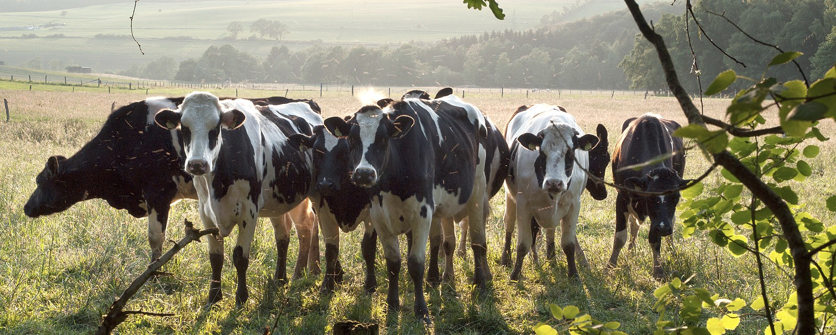 Kälbchen bei Eilscheid, © V. Teuschler Kälbchen bei Eilscheid, © V. Teuschler