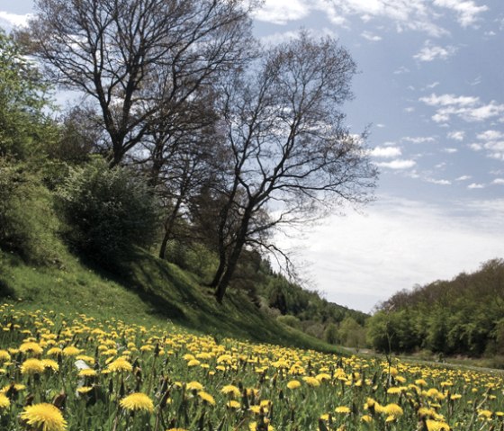 Devon path, dandelion meadow, © Naturpark Südeifel, Pierre Haas Devon path, dandelion meadow, © Naturpark Südeifel, Pierre Haas