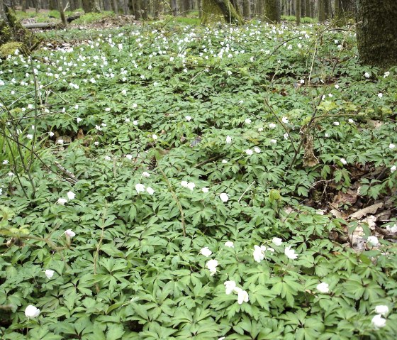 Mandelbachtal, © Fritz Knob Mandelbachtal, © Fritz Knob