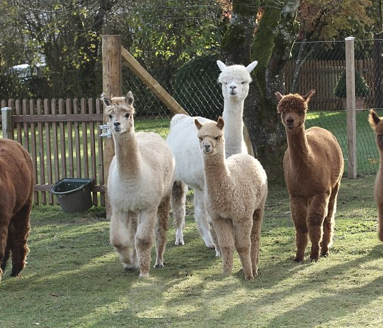 Hocheifel-Alpakas in der Gruppe, © Hocheifel Alpakas Balter Hocheifel-Alpakas in der Gruppe, © Hocheifel Alpakas Balter