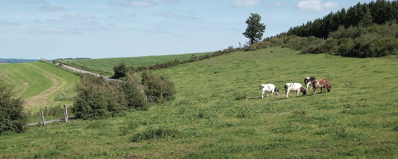 Eifelhöhe near Dahnen, © Volker Teuschler Eifelhöhe near Dahnen, © Volker Teuschler