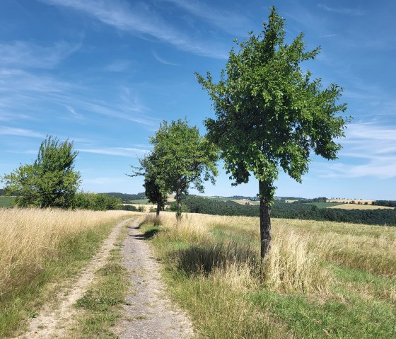 Wanderweg durch die Felder bei Dahnen, © Tourist-Information Islek Wanderweg durch die Felder bei Dahnen, © Tourist-Information Islek