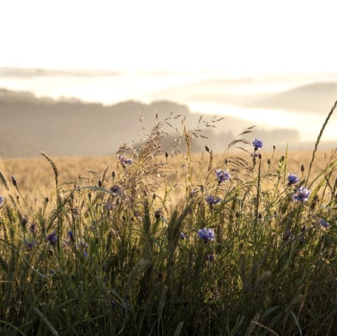 Morgenstimmung bei Jucken Morgenstimmung bei Jucken