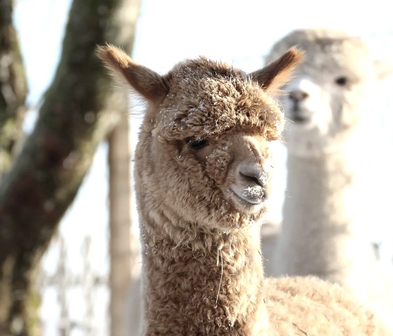 Alpaka, © Gerd Balter Alpaka, © Gerd Balter