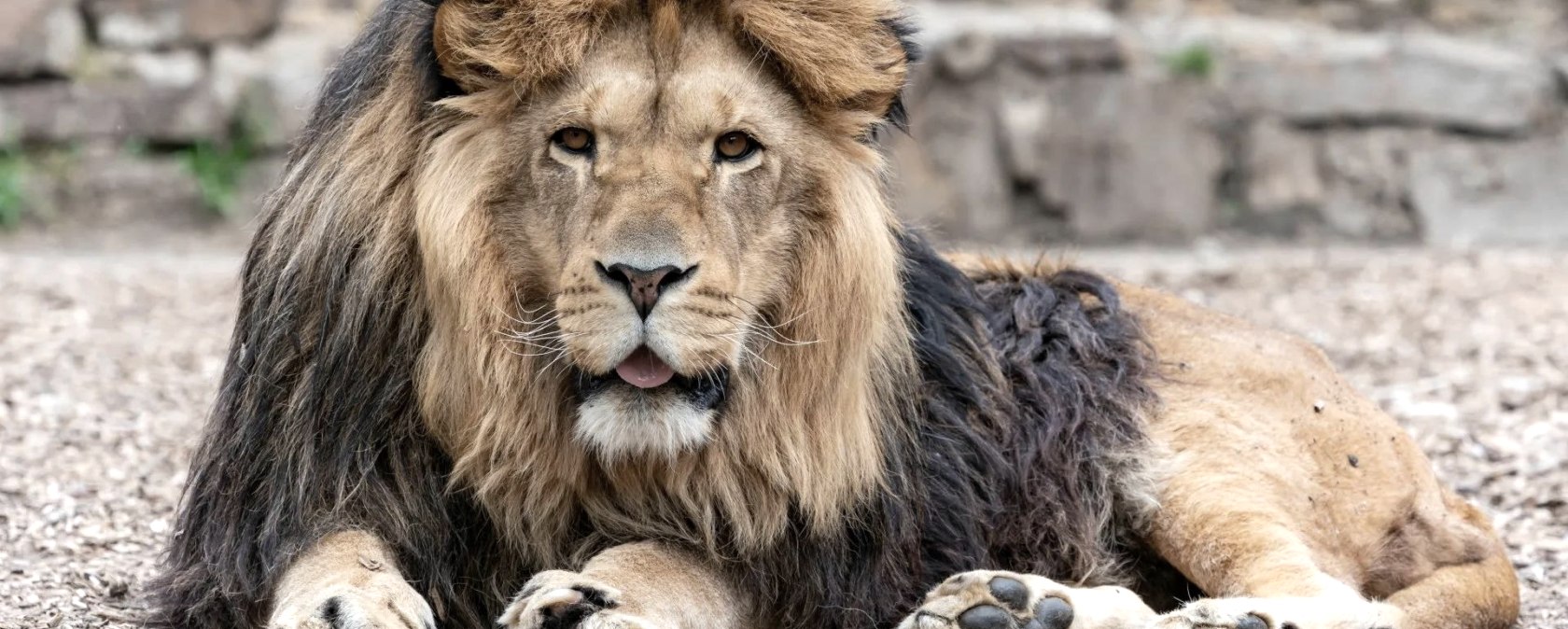 Löwe, © Eifel-Zoo Lünebach, Wallpott Löwe, © Eifel-Zoo Lünebach, Wallpott