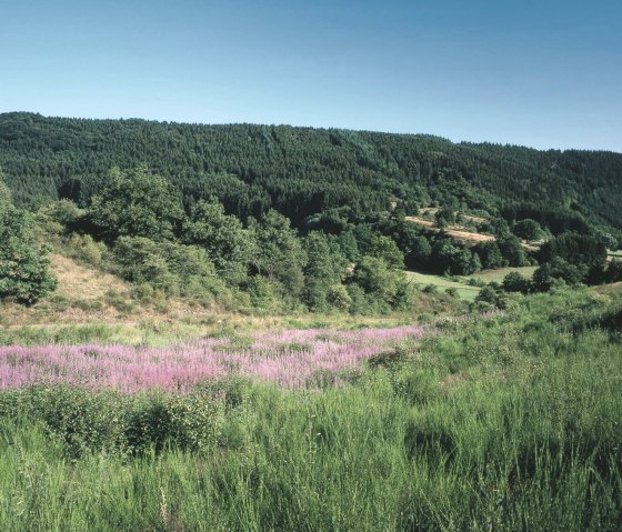 Blick ins Irsental, © Eifel Tourismus GmbH, H.J. Sittig Blick ins Irsental, © Eifel Tourismus GmbH, H.J. Sittig