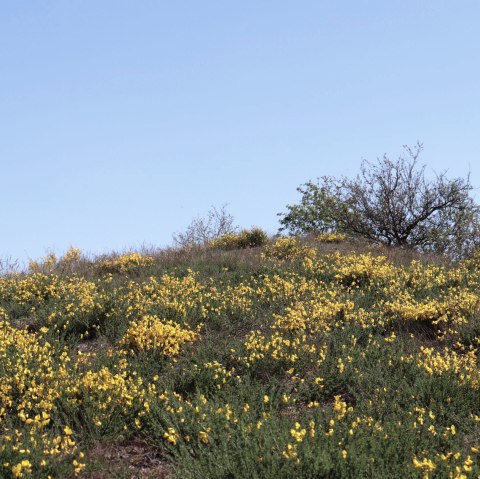 Ginsterheiden im Irsental, © Tourist-Information Islek Ginsterheiden im Irsental, © Tourist-Information Islek