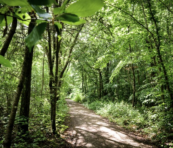 Ein schmaler Waldweg schlängelt sich durch einen dichten, grünen Wald. Sonnenlicht fällt durch die Blätter und erzeugt ein lebendiges Spiel aus Licht und Schatten., © TI Bitburger Land Ein schmaler Waldweg schlängelt sich durch einen dichten, grünen Wald. Sonnenlicht fällt durch die Blätter und erzeugt ein lebendiges Spiel aus Licht und Schatten., © TI Bitburger Land