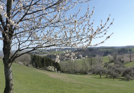 Fruit tree in spring along the hiking trail, © Tourist-Information Islek Fruit tree in spring along the hiking trail, © Tourist-Information Islek