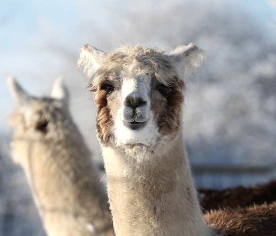 Hocheifel Alpakas - zwei, © Hocheifel Alpakas Balter Hocheifel Alpakas - zwei, © Hocheifel Alpakas Balter