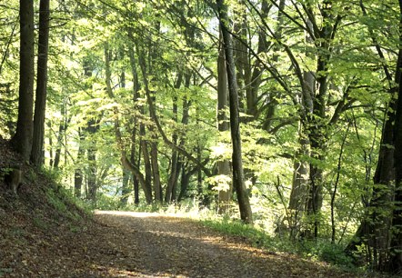 Im Mühlbachtal, © V. Teuschler Im Mühlbachtal, © V. Teuschler