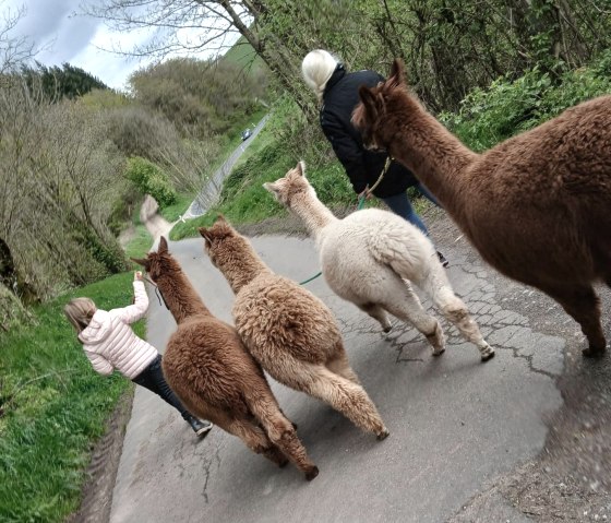 mit Alpakas unterwegs, © Dirk Laures mit Alpakas unterwegs, © Dirk Laures