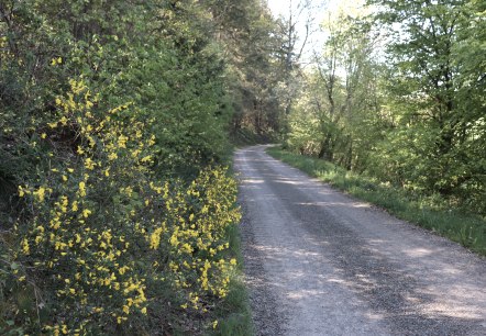 Spazierweg, © Tourist-Information Islek, Ingrid Wirtzfeld Spazierweg, © Tourist-Information Islek, Ingrid Wirtzfeld