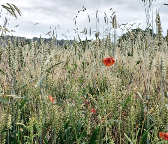 20210705_183730 20210705_183730