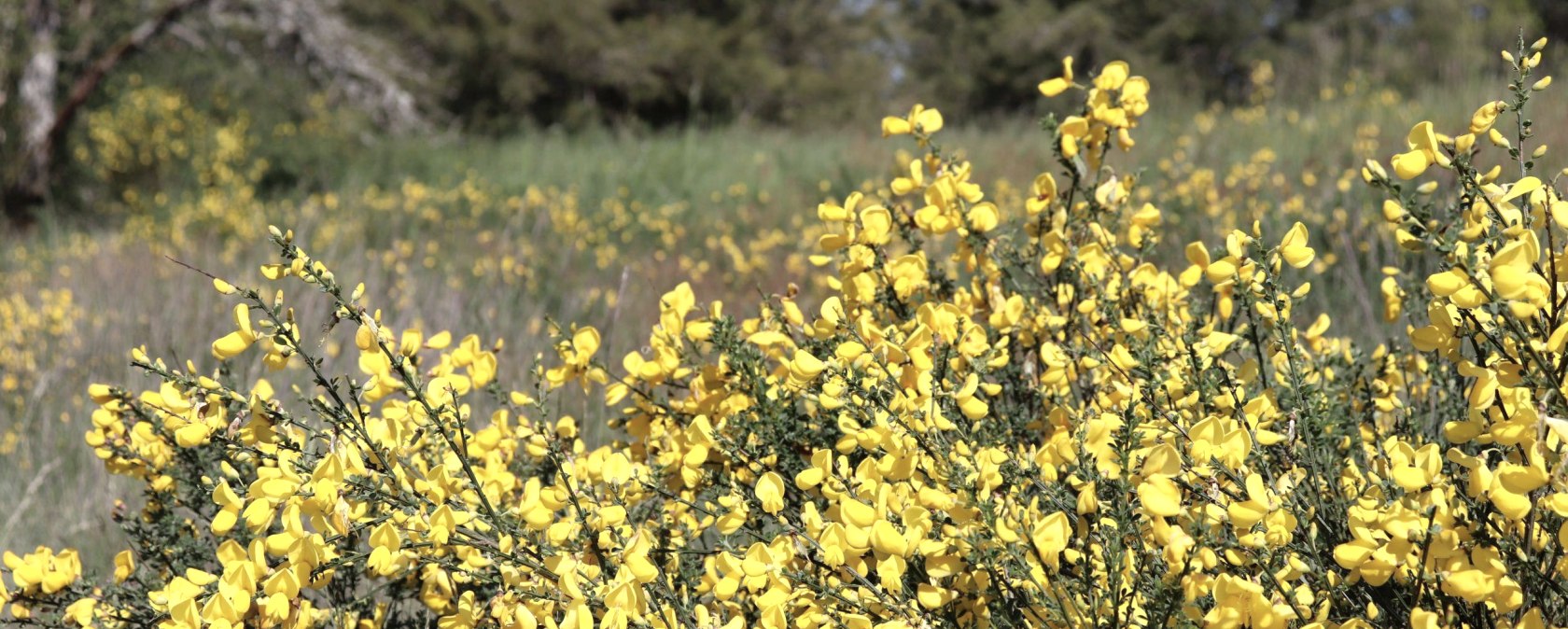 Ginster, © Tourist-Information Islek, Ingrid Wirtzfeld Ginster, © Tourist-Information Islek, Ingrid Wirtzfeld