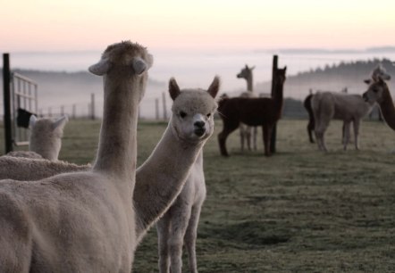 Hocheifel Alpakas, © Balter - Hocheifel Alpakas Hocheifel Alpakas, © Balter - Hocheifel Alpakas