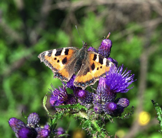 Kleiner Fuchs, © VolkerTeuschler Kleiner Fuchs, © VolkerTeuschler