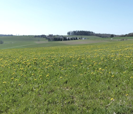 Spring meadow on the Islek Pfädchen, © Tourist-Information Islek Spring meadow on the Islek Pfädchen, © Tourist-Information Islek