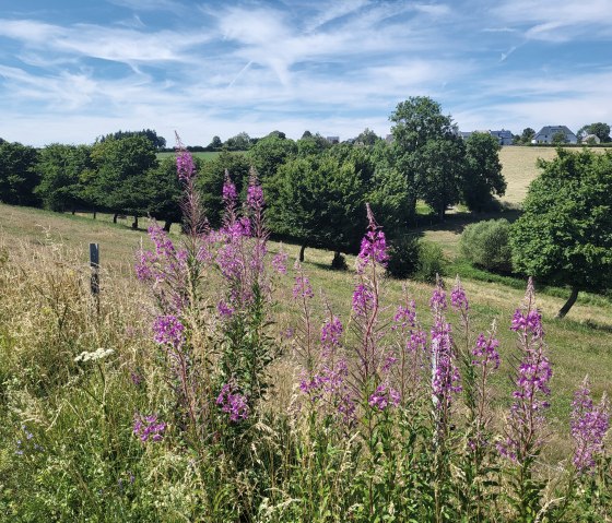 Wanderweg Nr. 2 bei Dahnen, © Tourist-Information Islek Wanderweg Nr. 2 bei Dahnen, © Tourist-Information Islek