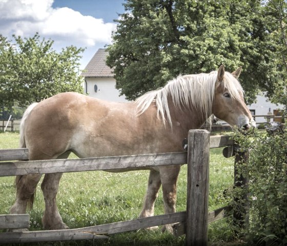 slider_reiter_04 slider_reiter_04