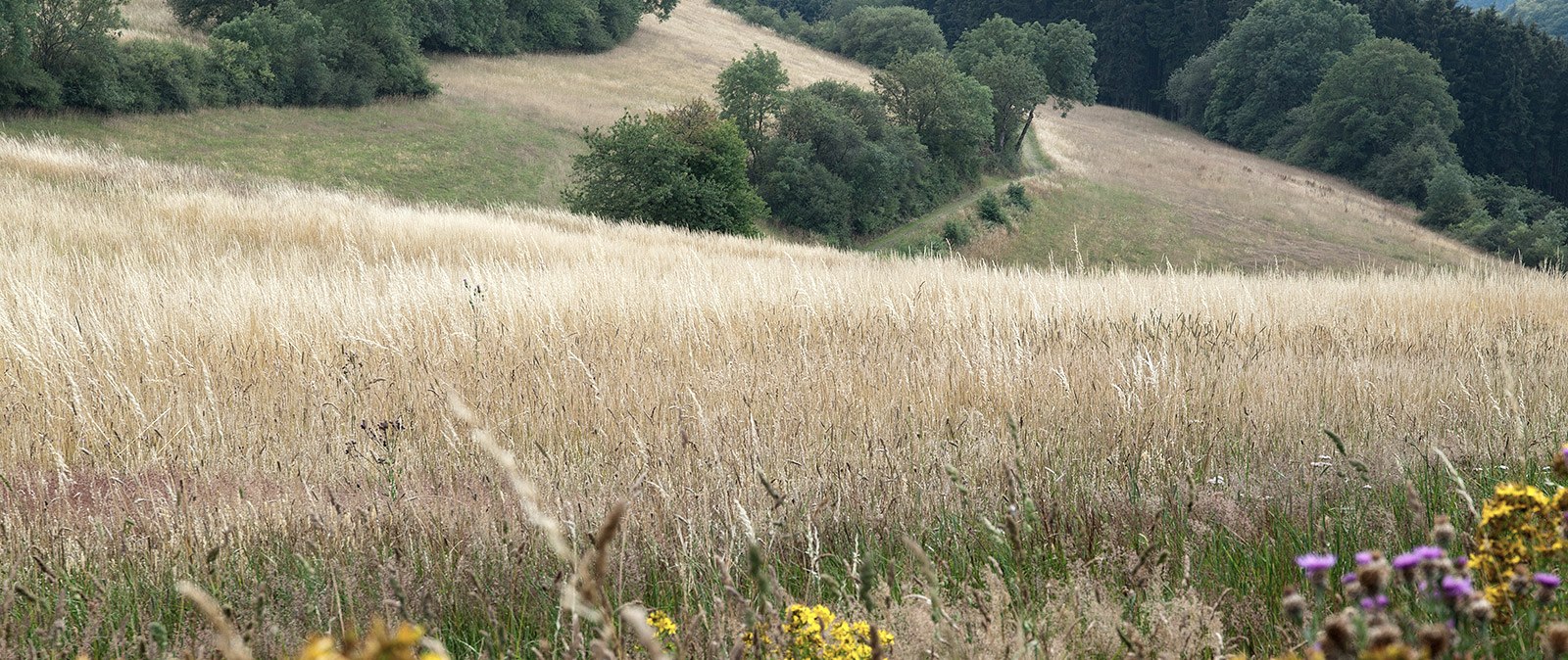 Natuurbelevenis in de buurt van Plütscheid, © Volker Teuschler Natuurbelevenis in de buurt van Plütscheid, © Volker Teuschler