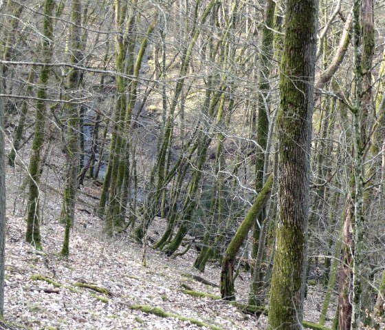 Slope down to the Dierbach, © Tourist-Information Islek Slope down to the Dierbach, © Tourist-Information Islek