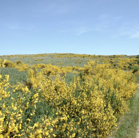 25-2 Dreiborner Hochfläche_co_RT, © Rursee-Touristik 25-2 Dreiborner Hochfläche_co_RT, © Rursee-Touristik