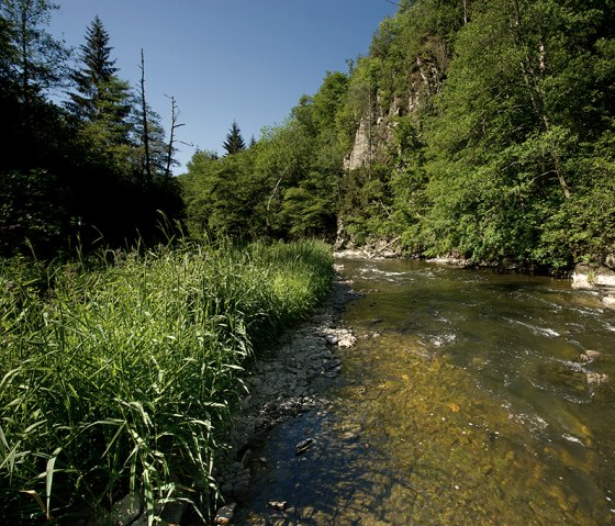 Die Our fließt durch eine grüne, bewaldete Landschaft unter klarem, blauem Himmel. Der Fluss ist von üppigem Grün umgeben., © Naturpark Südeifel, R. Clement Die Our fließt durch eine grüne, bewaldete Landschaft unter klarem, blauem Himmel. Der Fluss ist von üppigem Grün umgeben., © Naturpark Südeifel, R. Clement