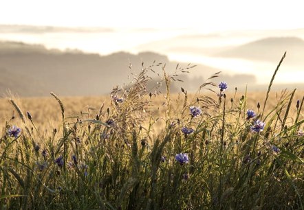 Morgenstimmung bei Jucken Morgenstimmung bei Jucken