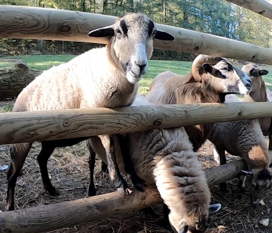 Eifel-Zoo, © Eifel-Zoo, Wallpott Eifel-Zoo, © Eifel-Zoo, Wallpott