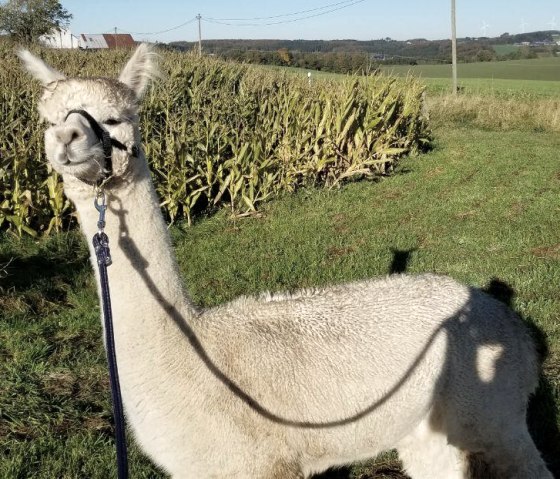 Alpaka Willow, © Jeanette Lux Alpaka Willow, © Jeanette Lux