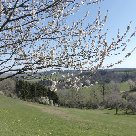 Fruit tree in spring along the hiking trail, © Tourist-Information Islek Fruit tree in spring along the hiking trail, © Tourist-Information Islek