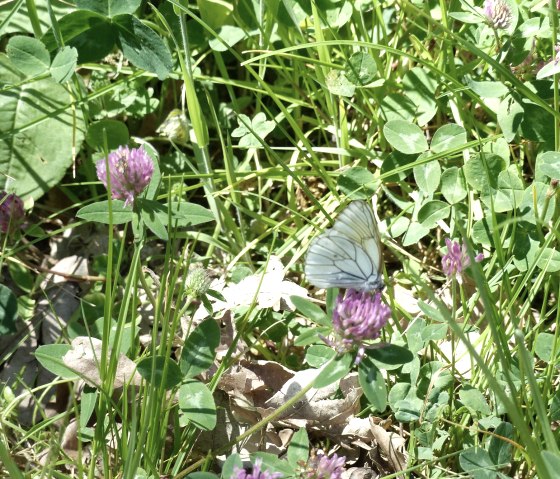 Schmetterling im Irsental, © Tourist-Info Islek Schmetterling im Irsental, © Tourist-Info Islek