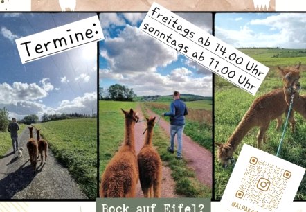 Alpaka-Wanderung Alpaka-Wanderung