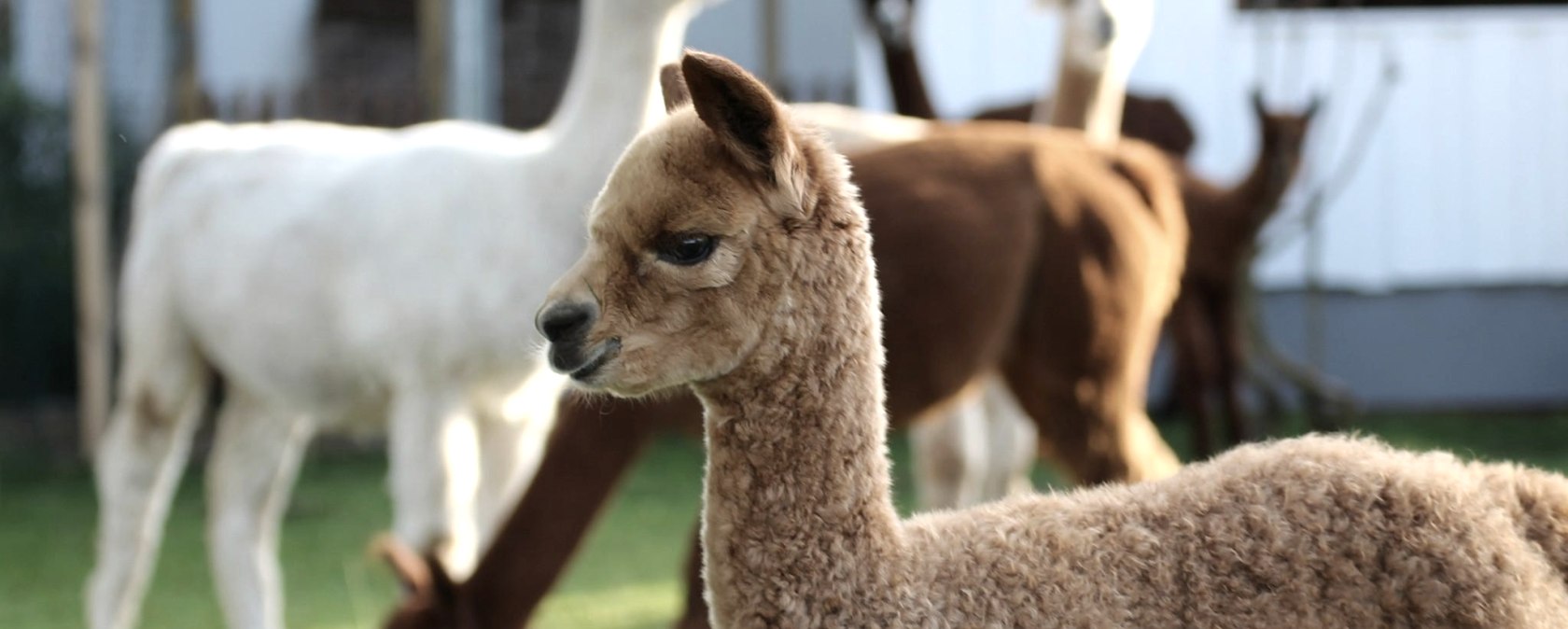 Campino, © Balter - Hocheifel Alpakas Campino, © Balter - Hocheifel Alpakas