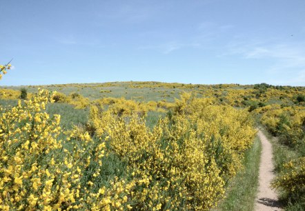 25-2 Dreiborner Hochfläche_co_RT, © Rursee-Touristik 25-2 Dreiborner Hochfläche_co_RT, © Rursee-Touristik