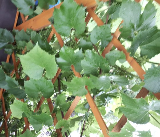 Wein in der Eifel Wein in der Eifel