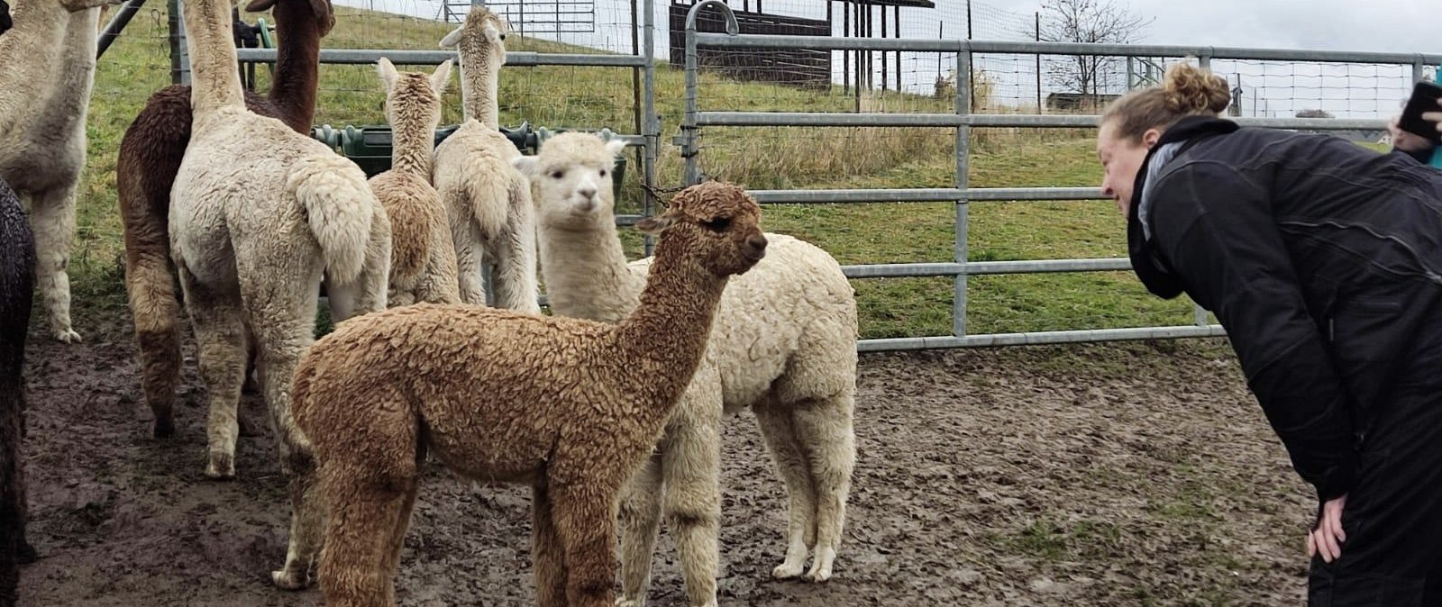 Alpakas, © Jeanette Lux Alpakas, © Jeanette Lux