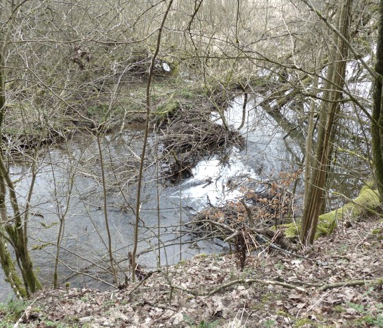 Irsen with traces of beavers, © Tourist-Information Islek Irsen with traces of beavers, © Tourist-Information Islek