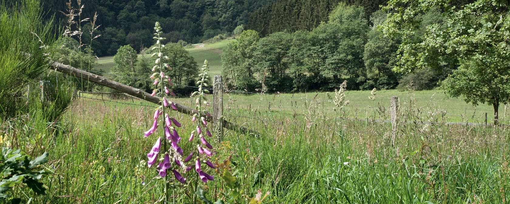 Het Irsental Het Irsental