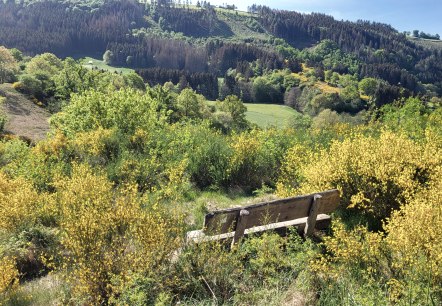 Ginsterblüte im Irsental, © Tourist-Information Islek Ginsterblüte im Irsental, © Tourist-Information Islek
