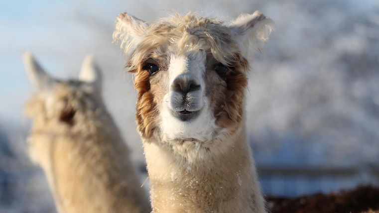 Un lama amical avec un pelage doux, brun et blanc. En arrière-plan, un autre lama est visible.