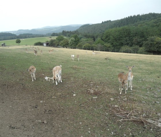 wildpark-winnaarath, © Gerd Spitzlay, Wanderfreunde Schuld e.V