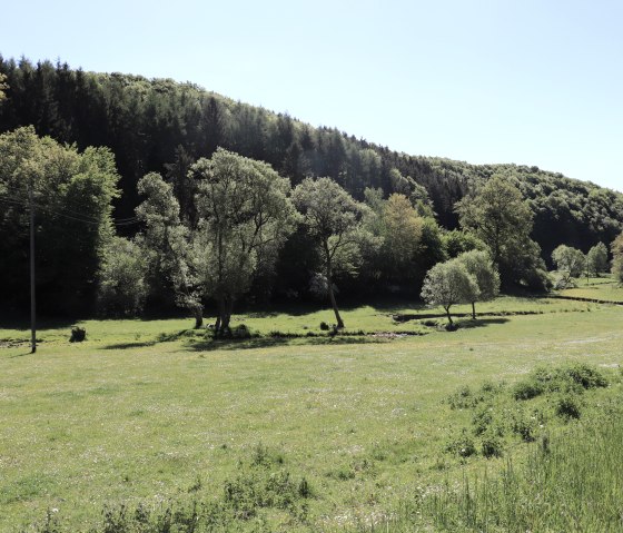 Nature on the Enz cycle path, &copy; Tourist-Information Islek