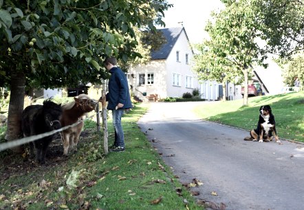 vacation on the farm, © Sinja Friedrich