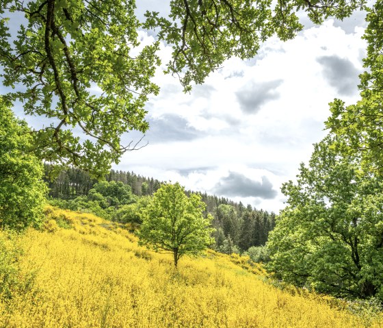 Glowing fields of gorse in the Eifel, surrounded by green trees and a cloudy sky., © Eifel Tourismus GmbH, Dominik Ketz